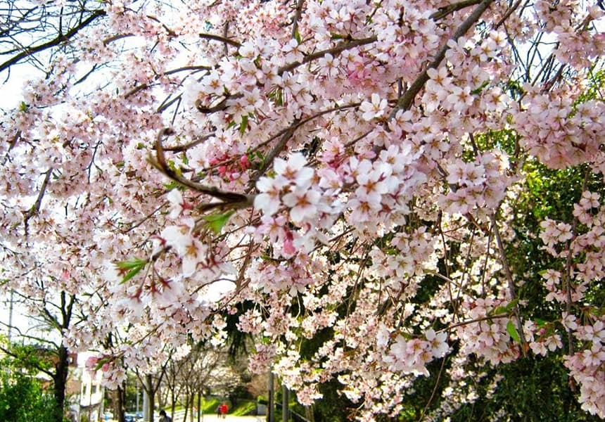 Tsutsujigaoka Park - Japan Cherry Blossom Guide | japanese cherry ...